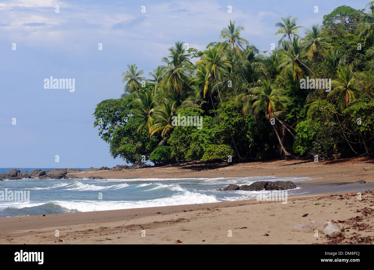 Sandy beach with coconut palms. Cano Island , Corcovado National Park, Golfito, Costa Rica. 27Nov13 Stock Photo