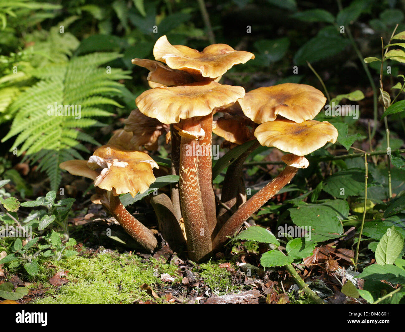 Honey Fungus, Armillaria mellea, Physalacriaceae Stock Photo
