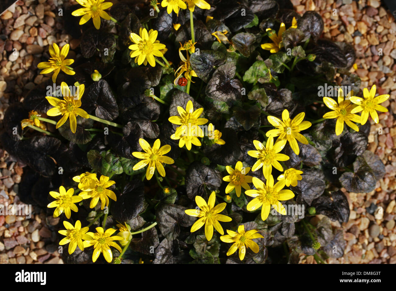 Lesser Celandine, Ranunculus ficaria 'Takemi Iida', Ranunculaceae. Stock Photo