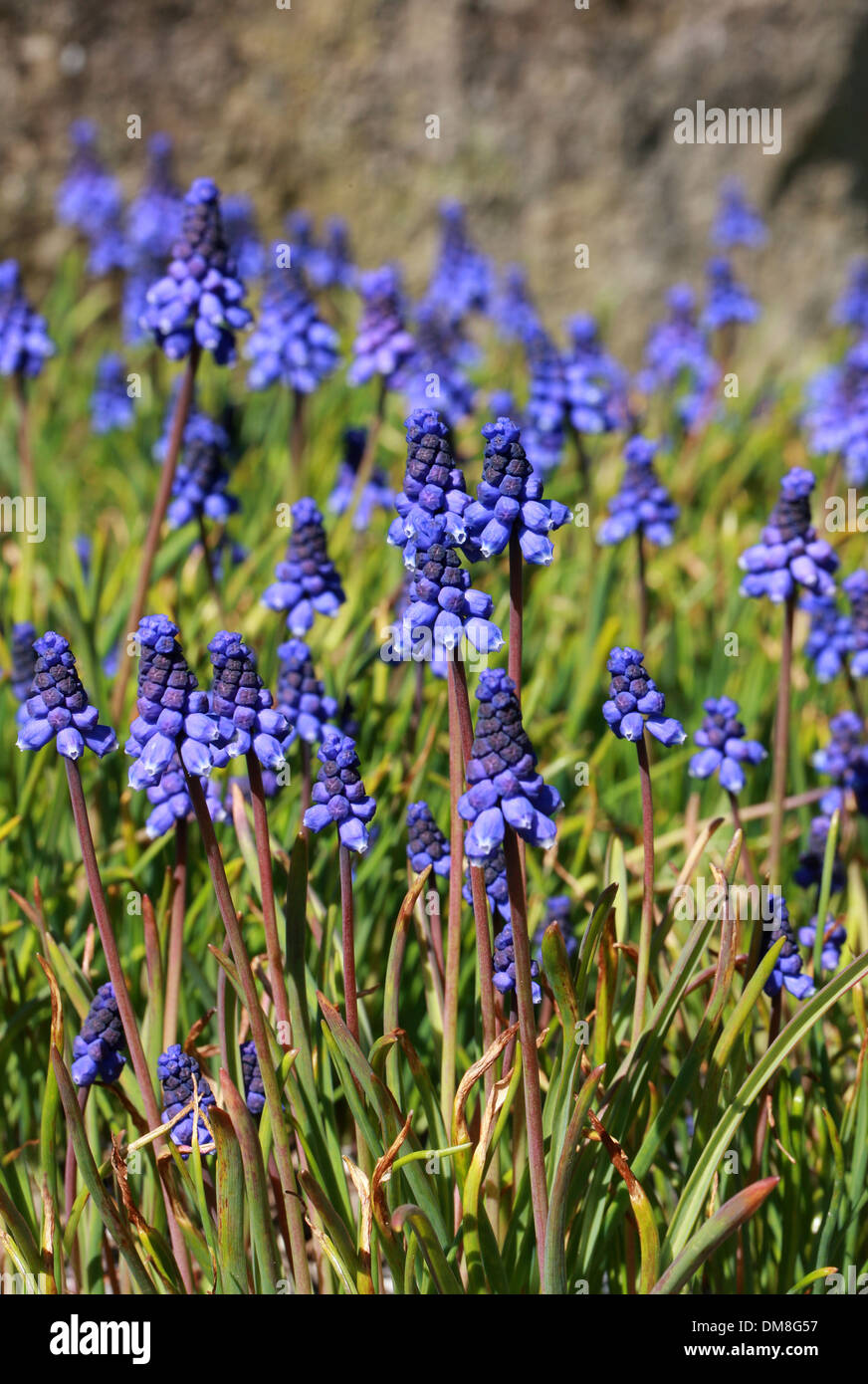 Grape Hyacinth, Muscaria bourgaei, Hyacinthceae. Turkey. Stock Photo