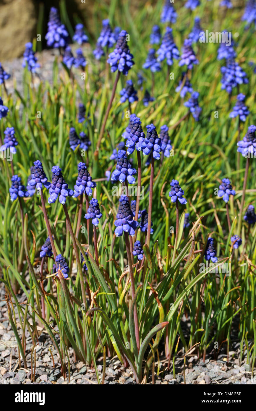 Grape Hyacinth, Muscaria bourgaei, Hyacinthceae. Turkey. Stock Photo