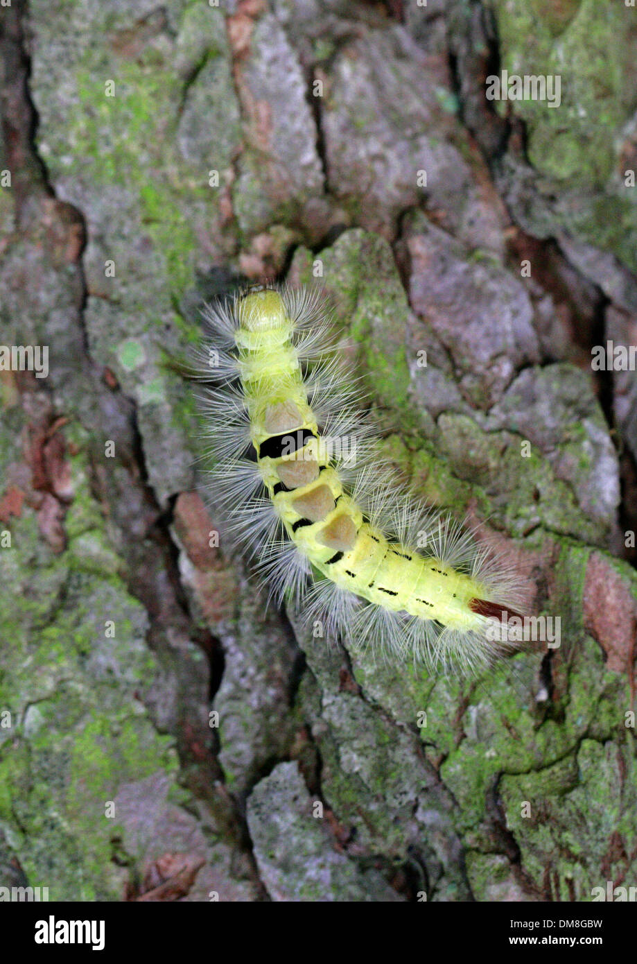 Caterpillar of the Pale Tussock Moth or Red-tail Moth, Calliteara pudibunda (Dasychira pudibunda), Lymantriidae. Stock Photo