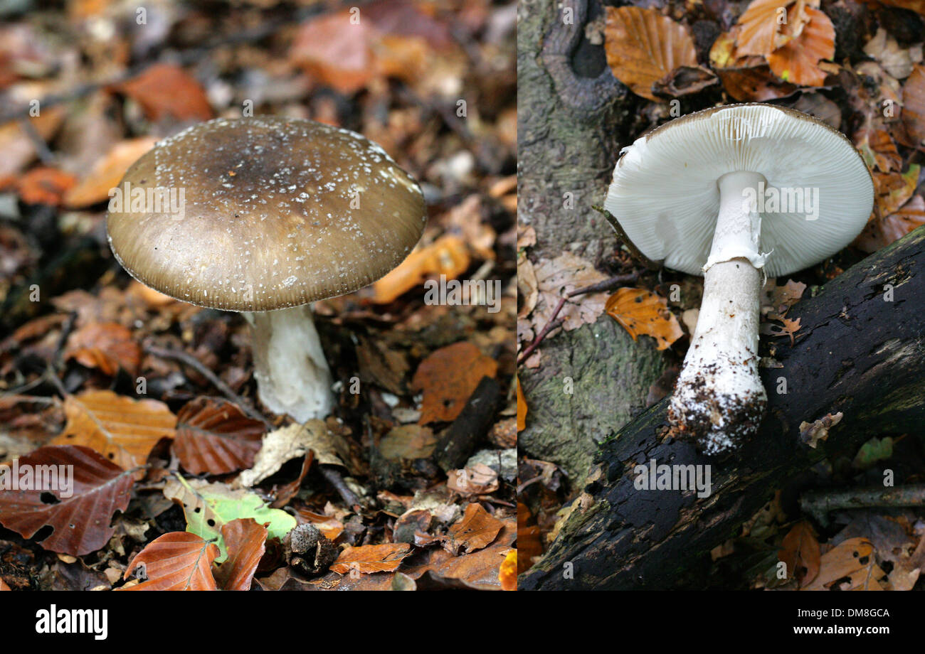 Panthercap, Amanita pantherina, Amanitaceae. A Poisonous Woodland Mushroom. Two image composite showing Top of Cap and Underside Stock Photo