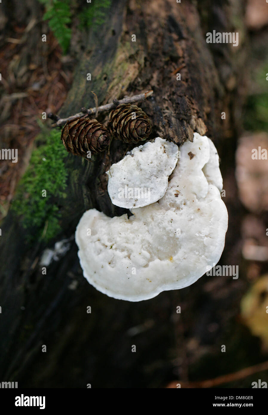 Bitter Bracket, Postia stiptica, Fomitopsidaceae, Syn. Tyromyces stipticus. A White Bracket Fungus that Grows on Dead Conifers. Stock Photo