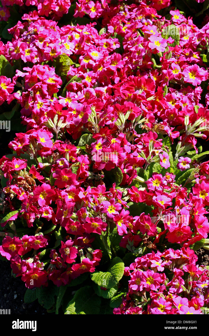 Primula 'Crescendo Rose Shades', Primulaceae. Stock Photo