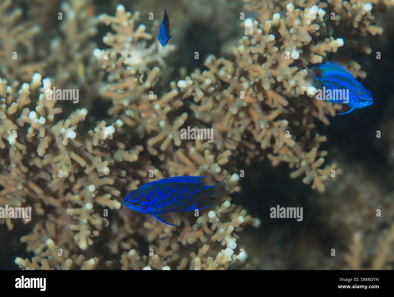 Blue damselfish swimming above a coral Stock Photo