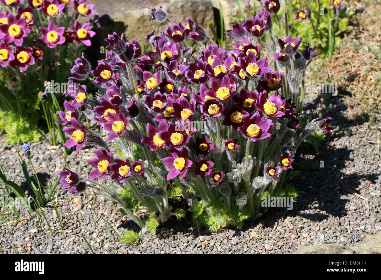 Pasque Flower, Pasqueflower, Wind Flower, Easter Flower, or Meadow Anemone, Pulsatilla halleri subsp. halleri var. segusiana. Stock Photo