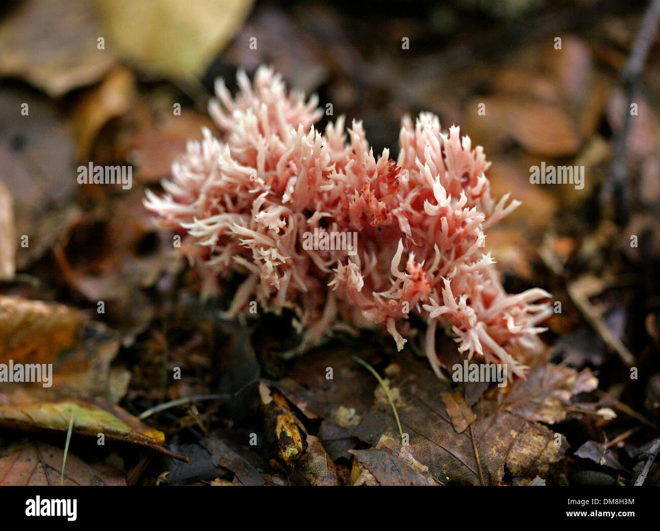 Rosso Coral Fungus, Ramaria botrytis, Ramariaceae. Stock Photo