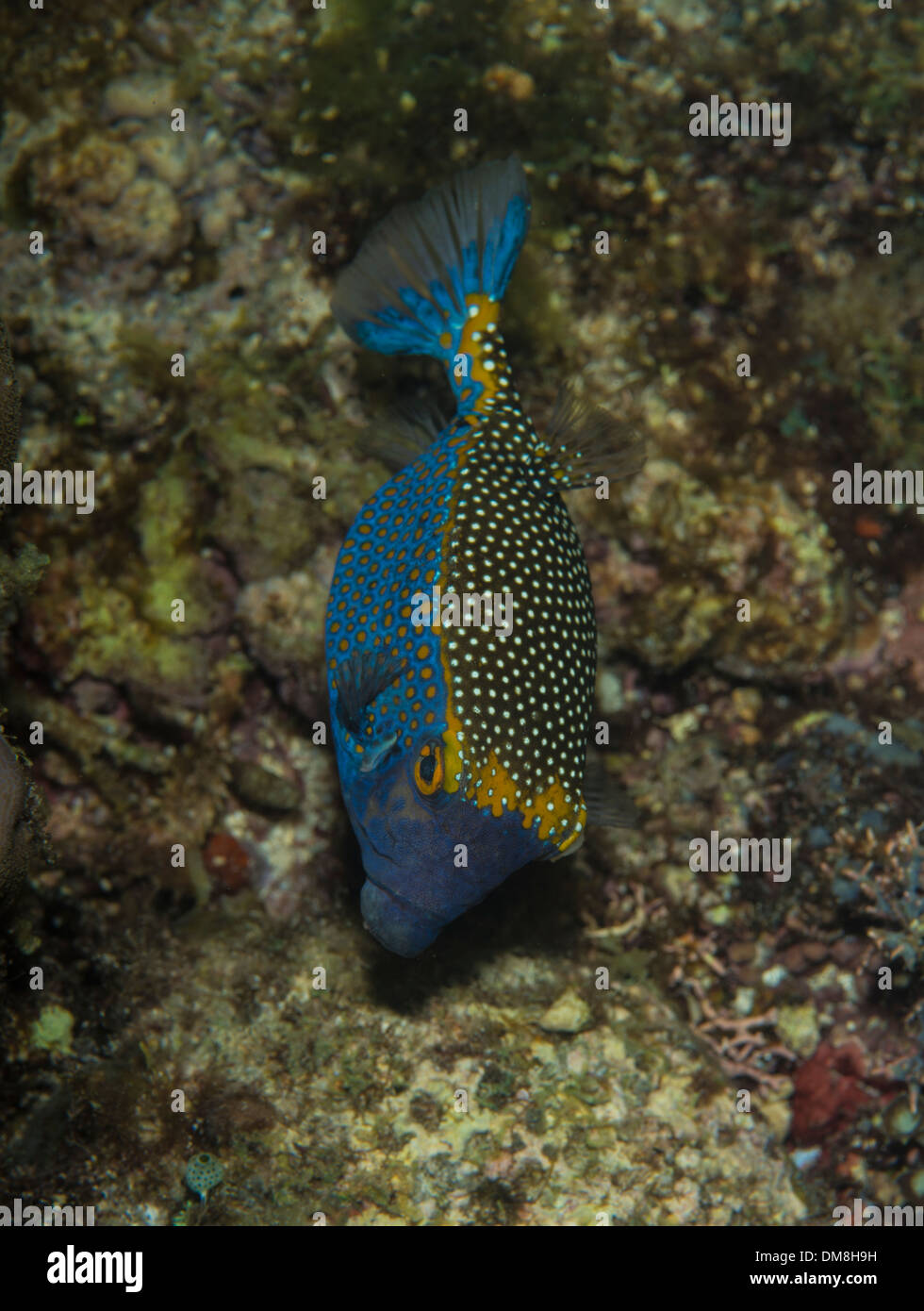 Spotted boxfish hiding in plain sight Stock Photo