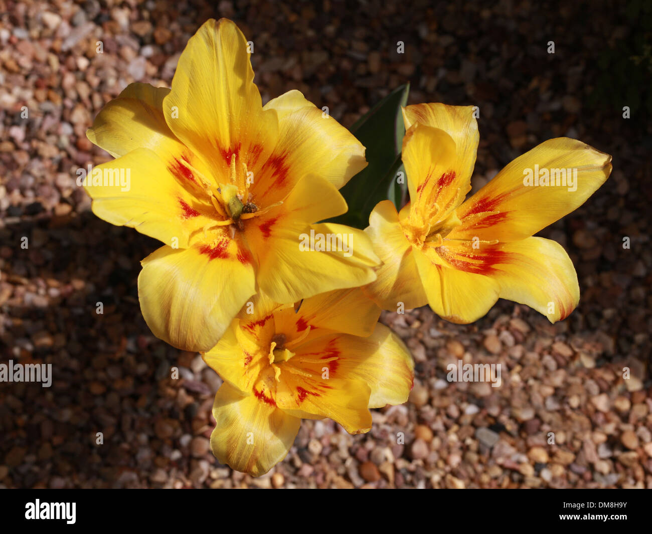 Tulip, Tulipa tschimganica, Liliaceae. Russia. Stock Photo