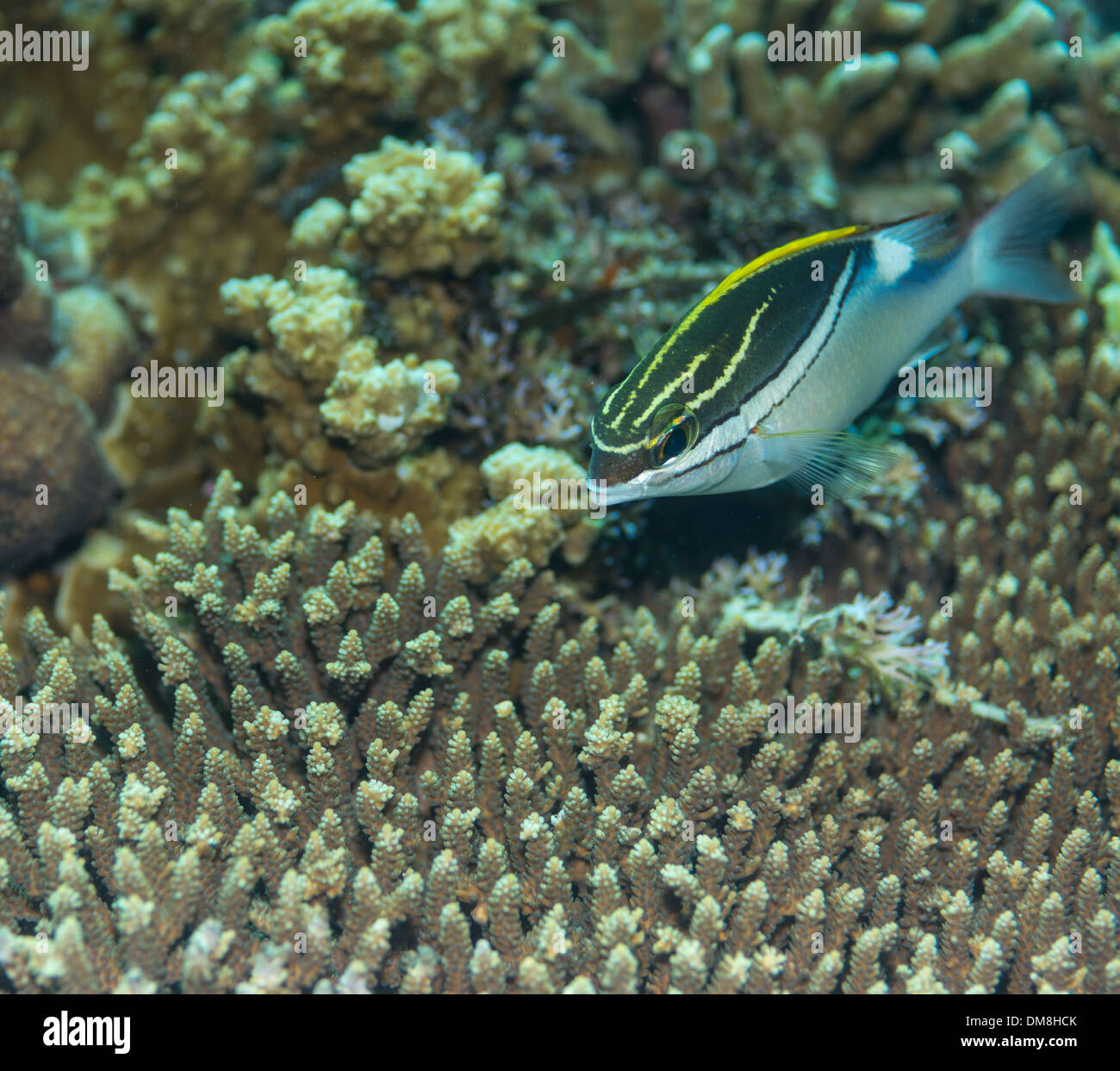 Two-lined monocle bream on a coral Stock Photo