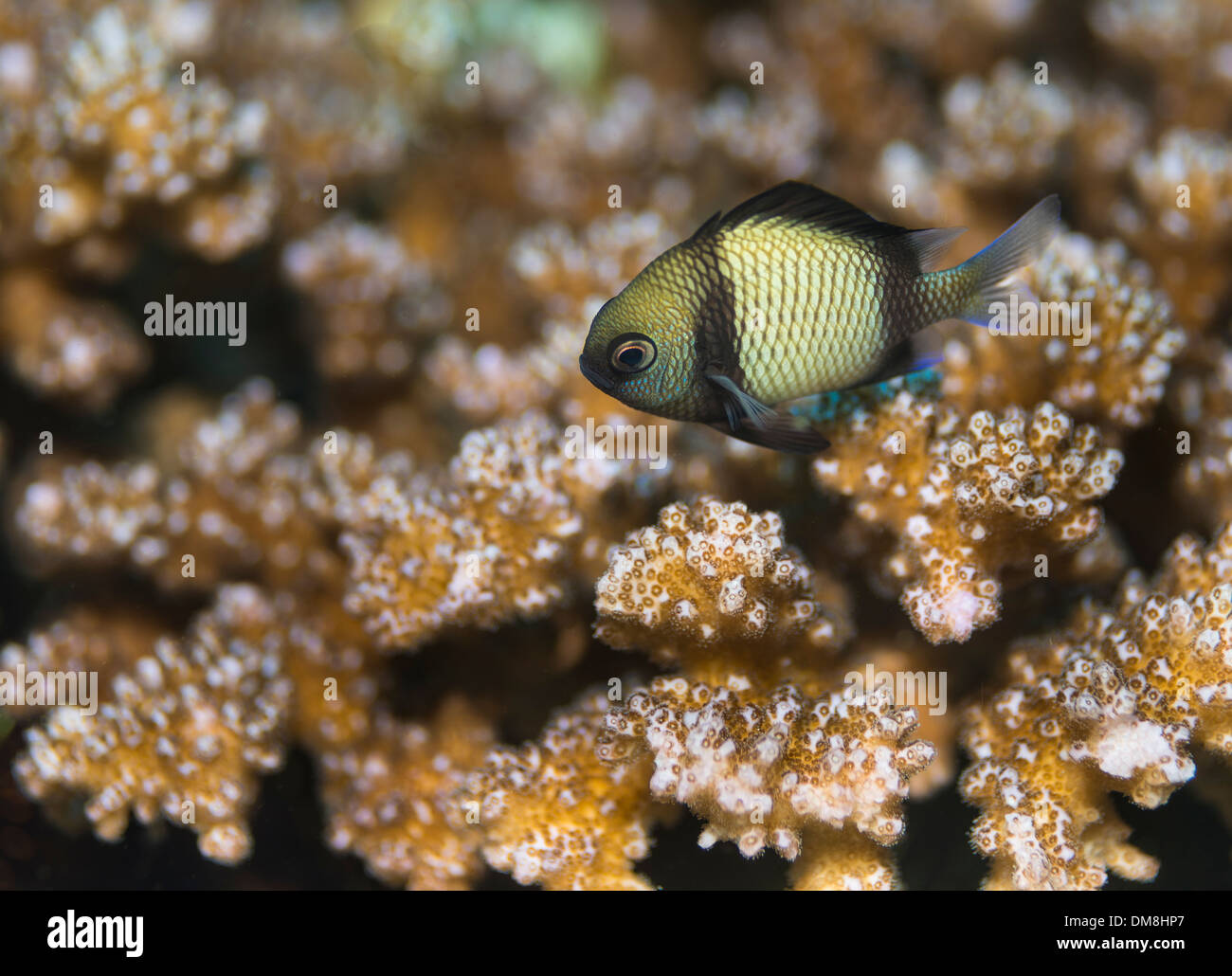 Cardinal fish swimming above a coral Stock Photo