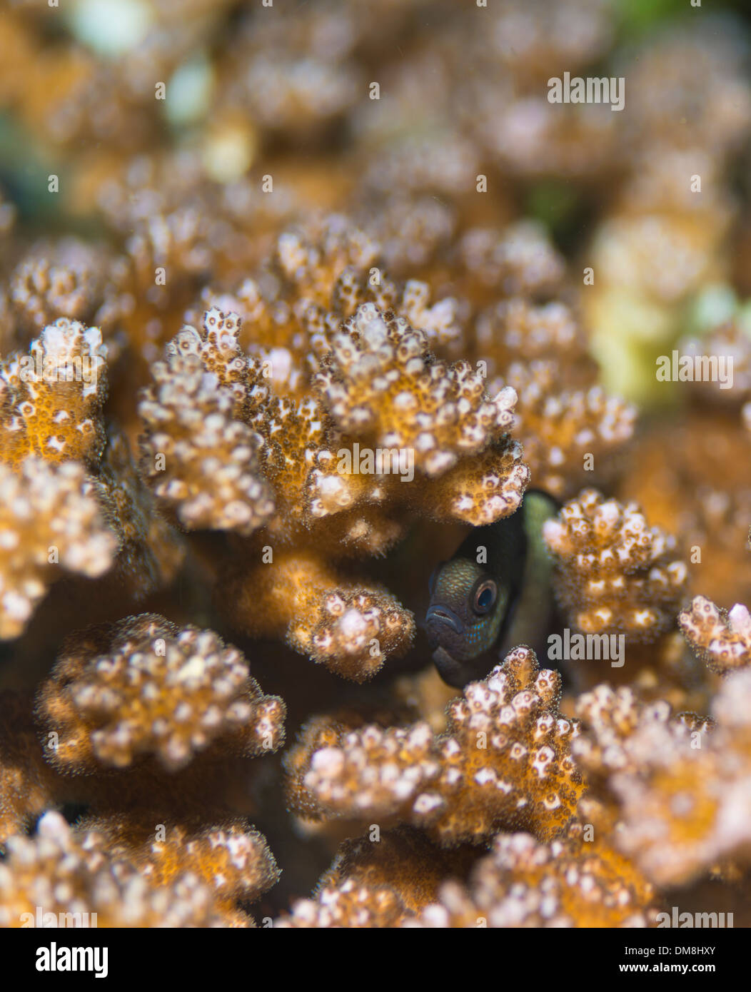 Cardinal fish hiding in a coral Stock Photo