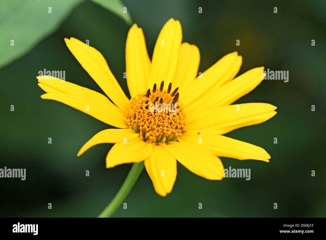 Ox eye plant hi-res stock photography and images - Alamy
