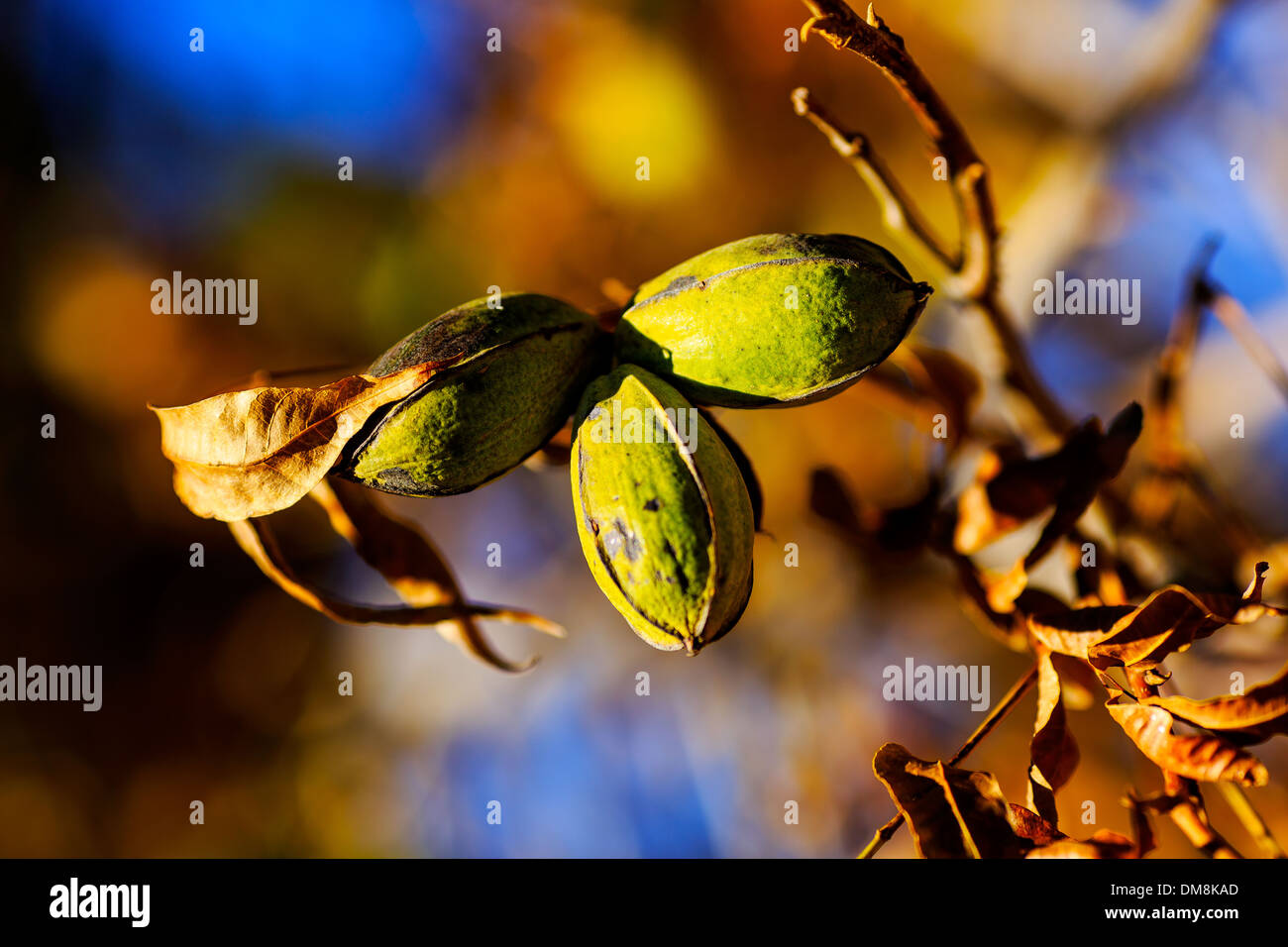 Pecan nuts sit on a tree branch in Las Cruces, New Mexico, on 1 December 2013. Stock Photo