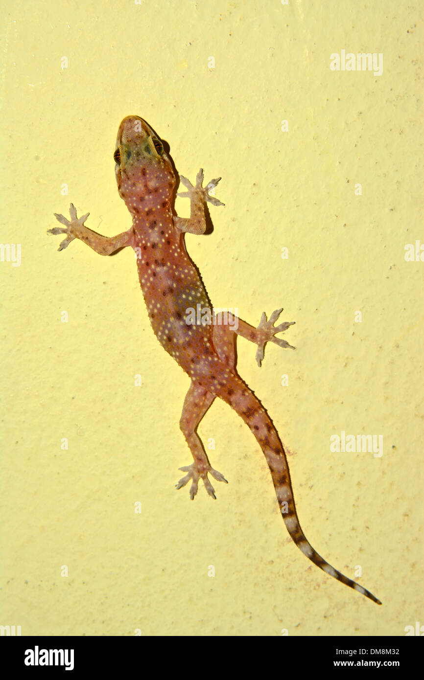 Gecko climbs on a wall Stock Photo