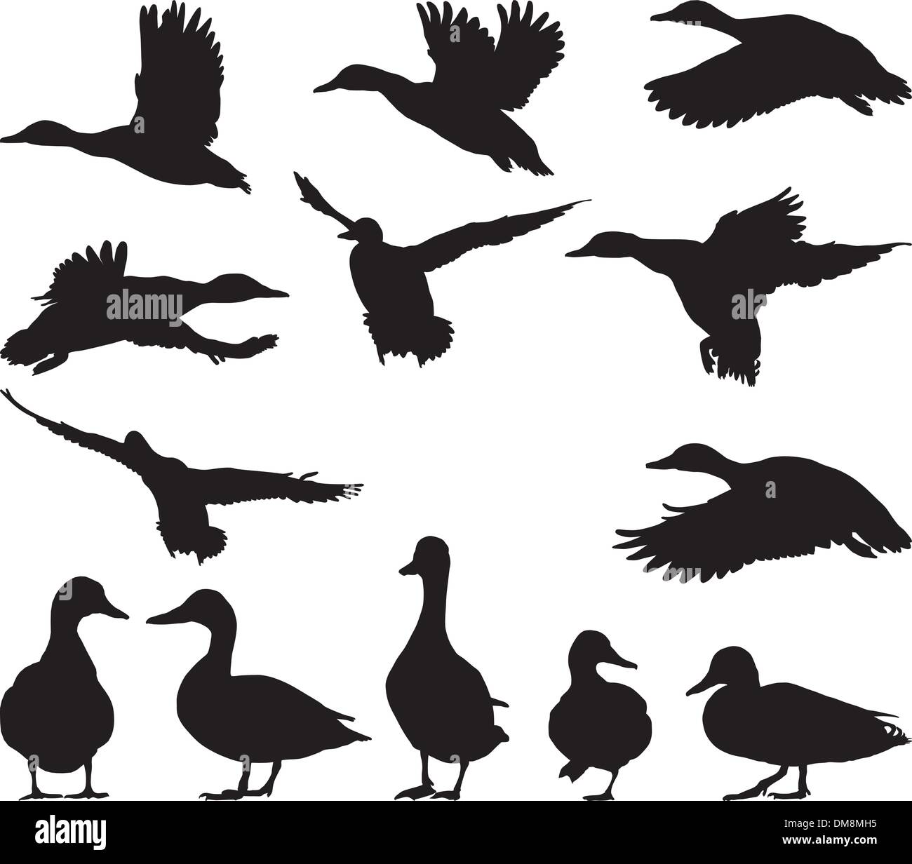 Mallard Stock Vector