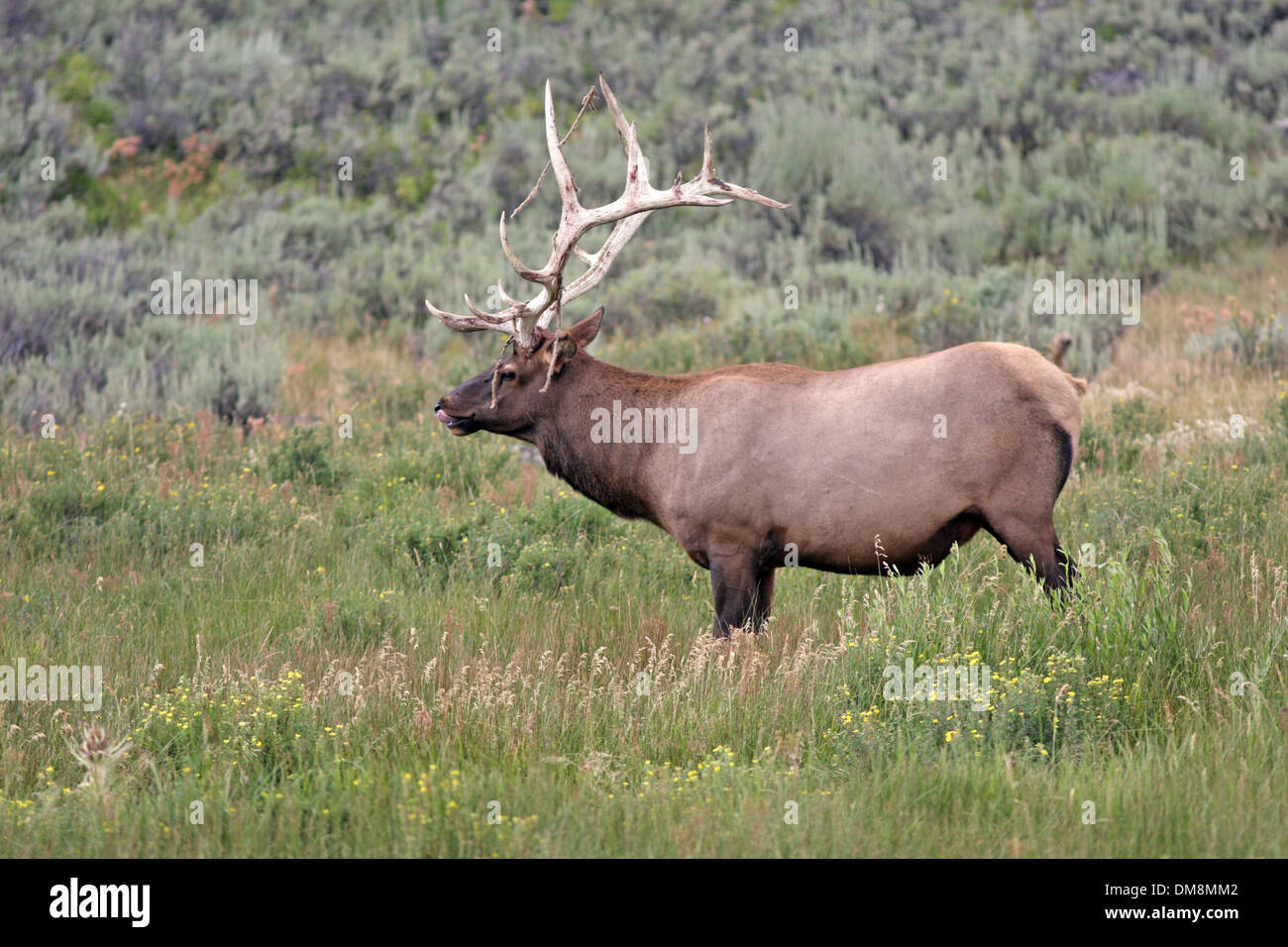 Big bull Elk licking lips with velvet hanging off antlers Stock Photo