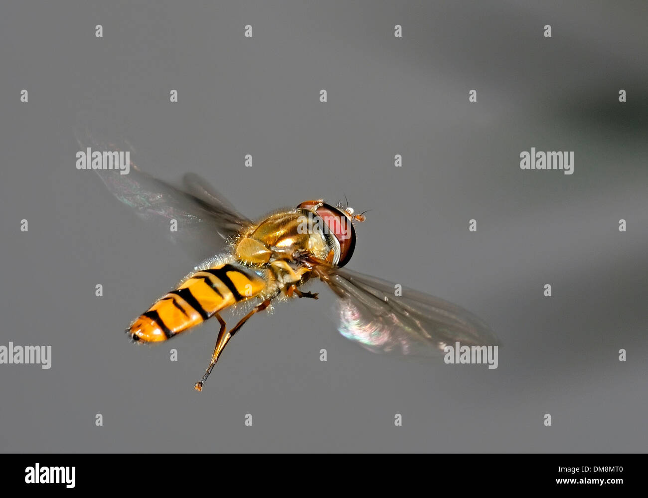 Hover fly in mid air Stock Photo