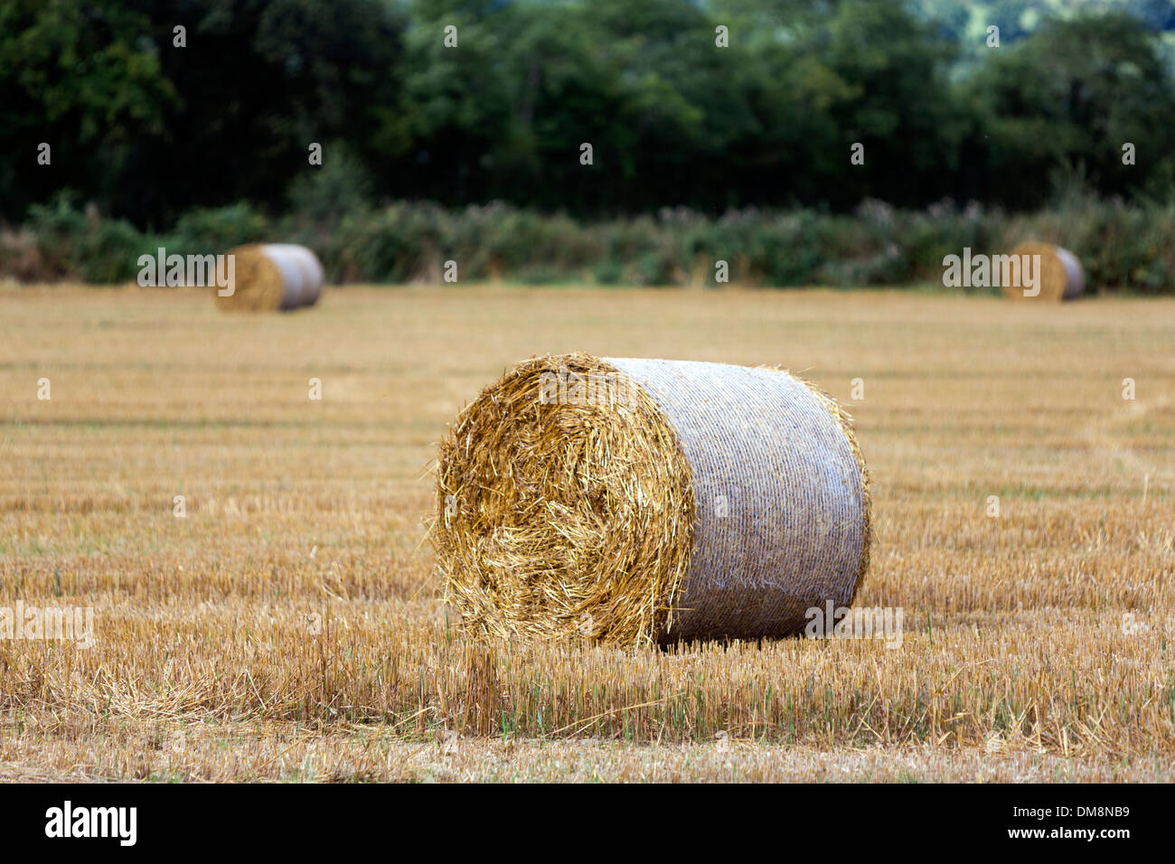 Bales of straw near Kilkieran Co Kilkenny, Ireland Stock Photo Alamy