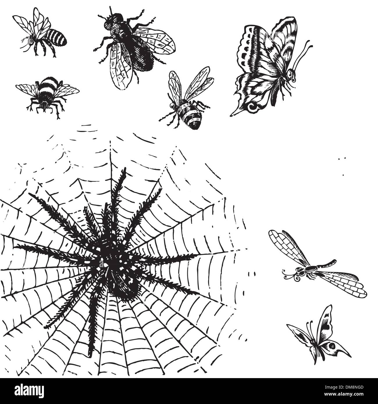 antique insects engravings set (vector) Stock Vector