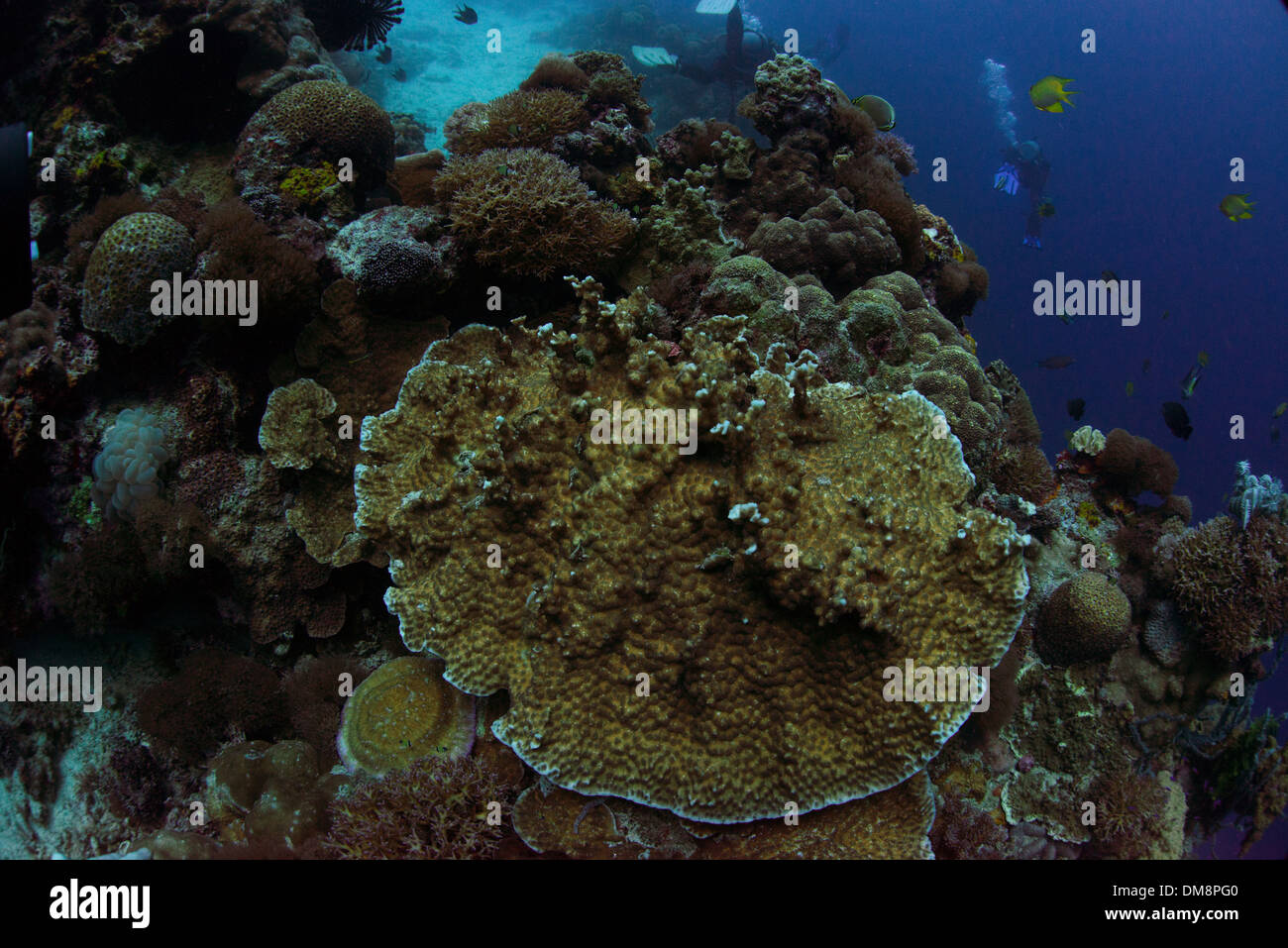 Underwater landscape with corals, fish and divers Stock Photo