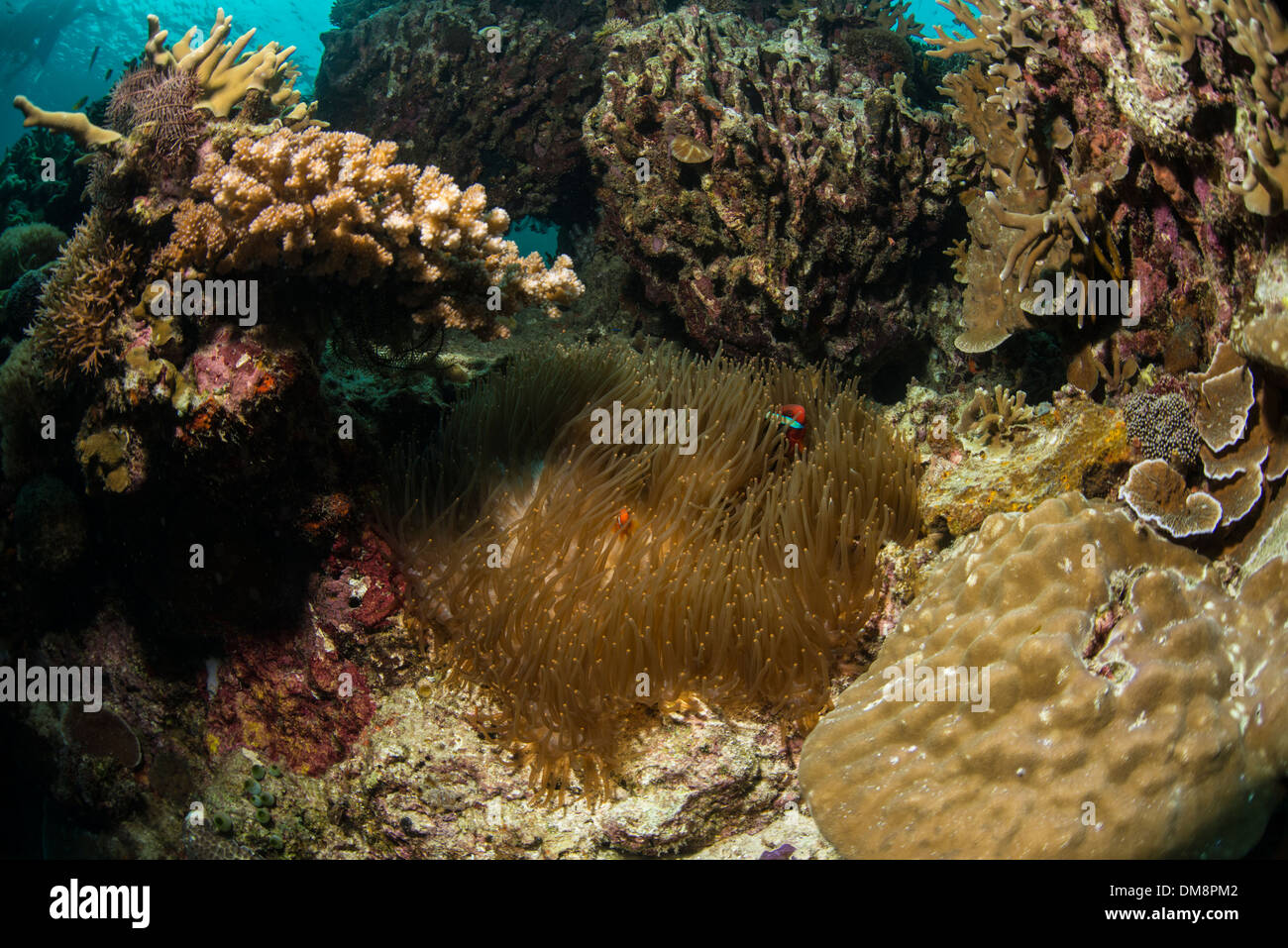 Underwater landscape with corals, anemone, and fish Stock Photo