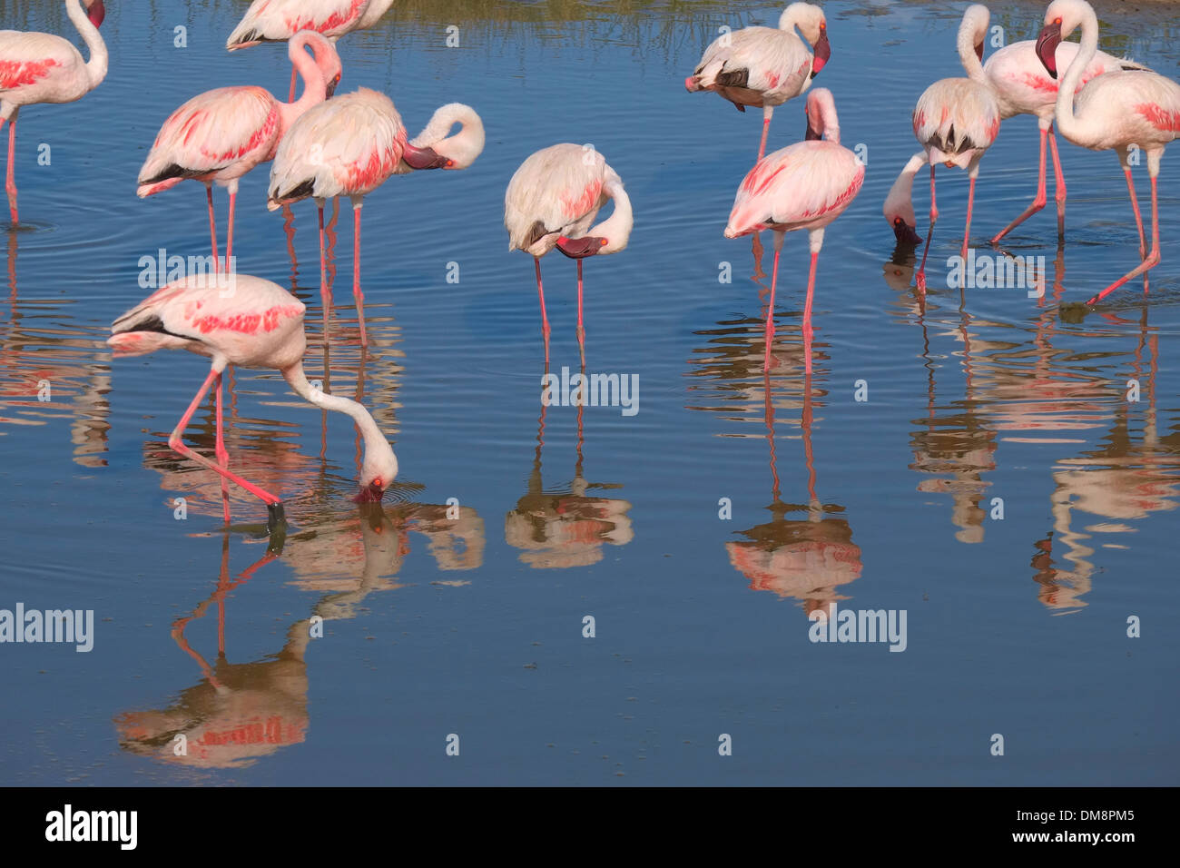 Flock of flamingos at the Magadi lake in the Ngorongoro Conservation Area in the Crater Highlands area of Tanzania Eastern Africa Stock Photo