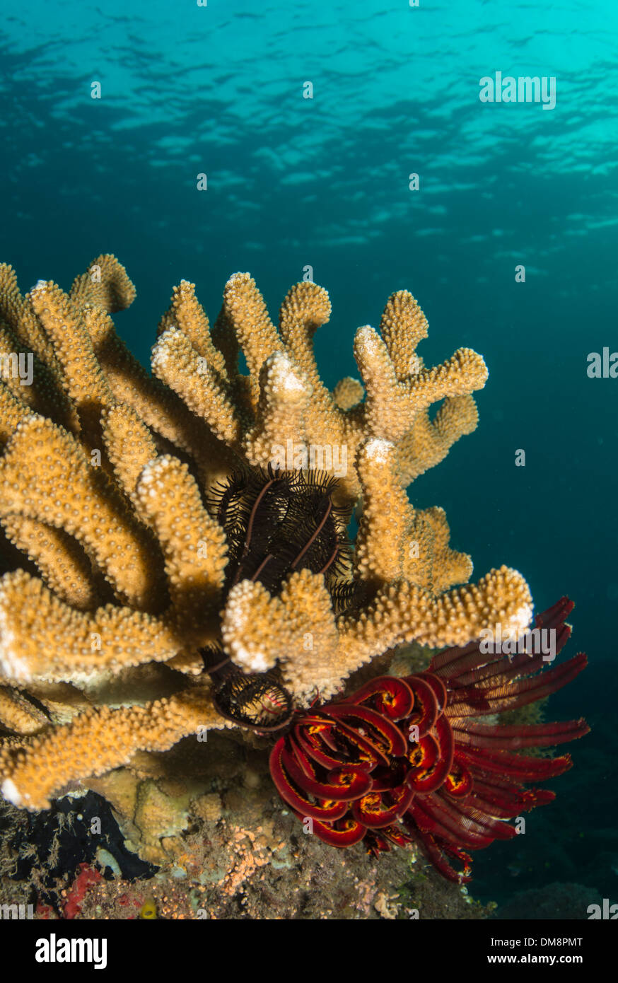 Underwater landscape with hard coral and feather stars Stock Photo
