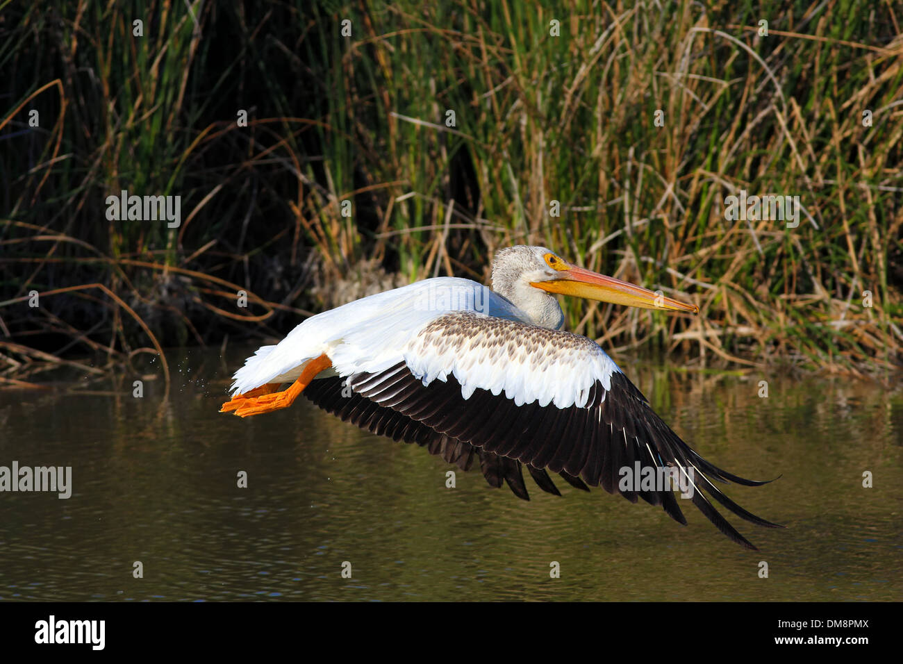 american pelican taking flight Stock Photo