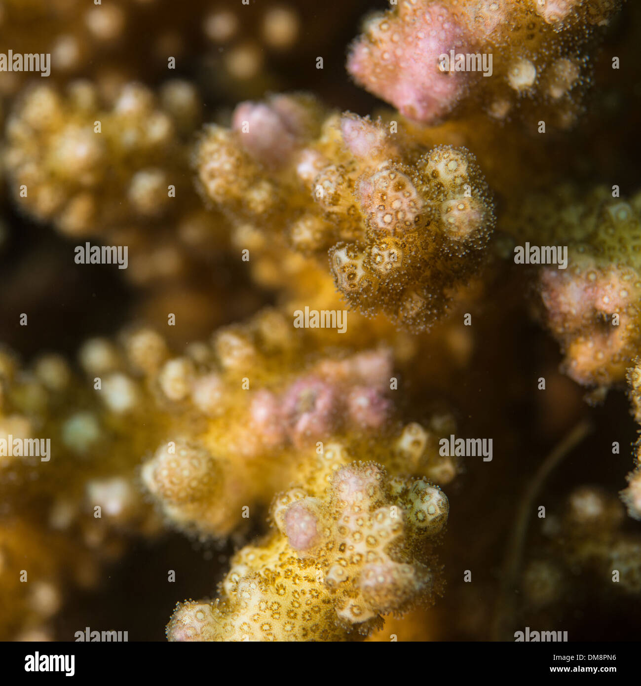 Coral close up texture hi-res stock photography and images - Alamy