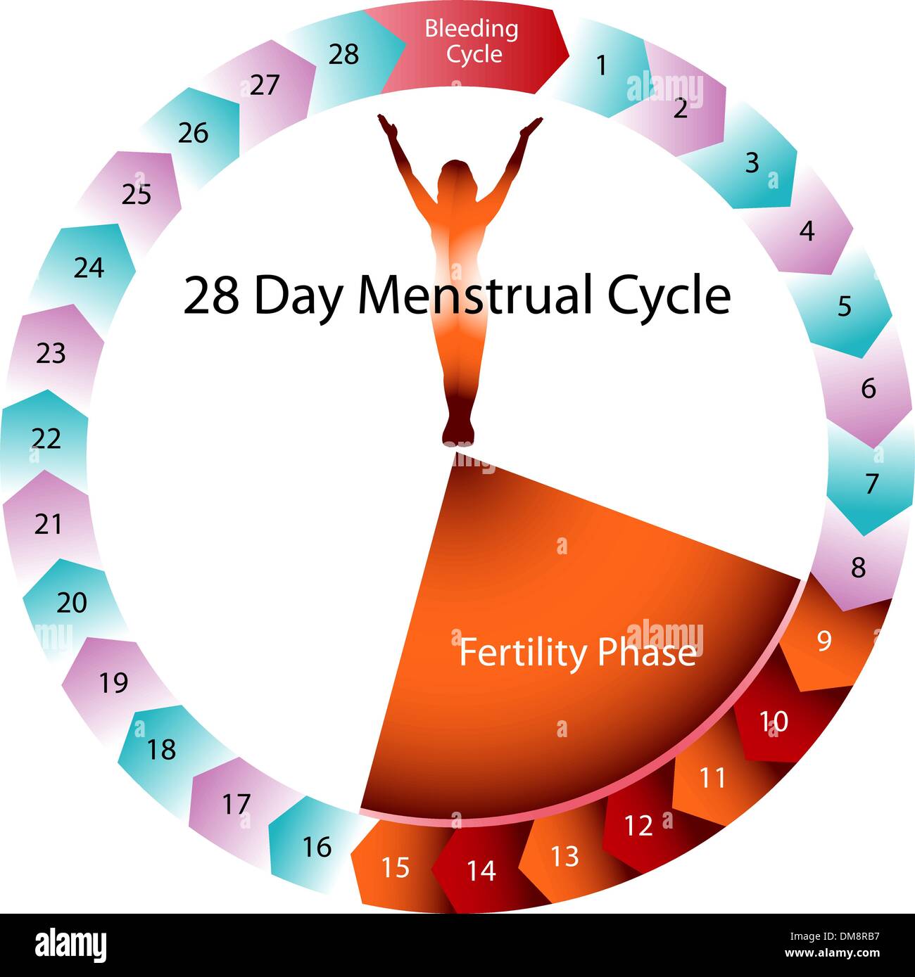 Menstrual Cycle Fertility Chart Stock Vector Art Illustration Vector
