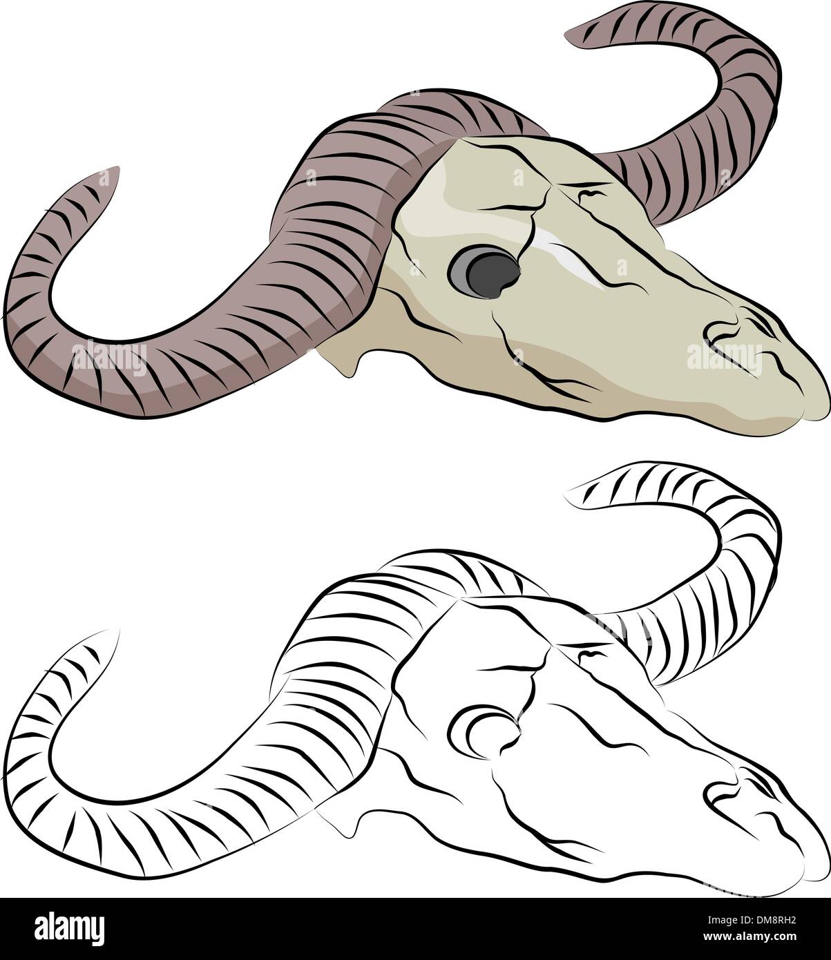 White oxen with horns Stock Vector Images Alamy