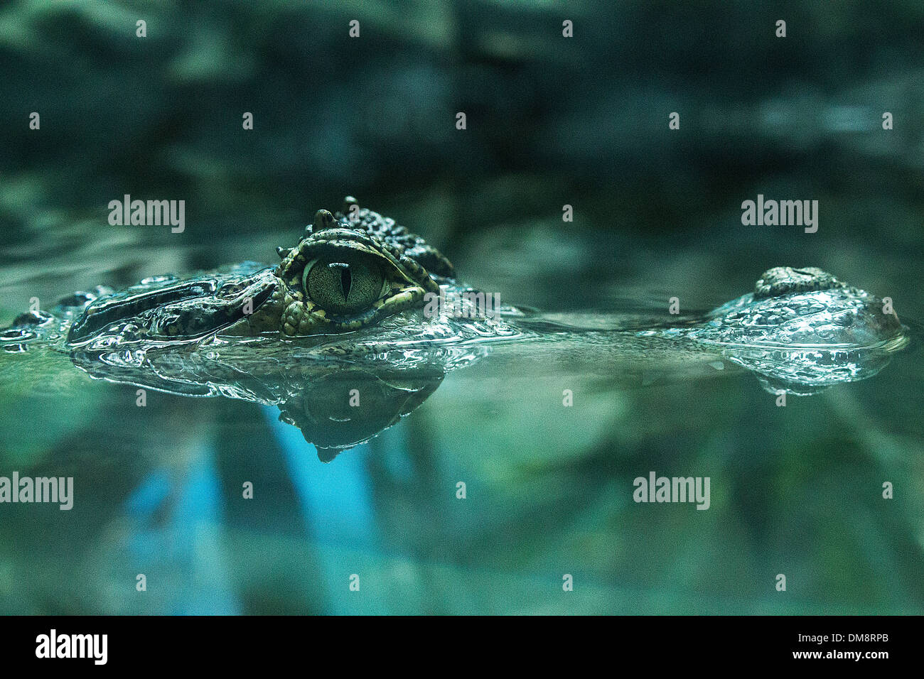 A crocodile lying in wait to pounce. The crocodile is only in the Beijing Zoo. Stock Photo