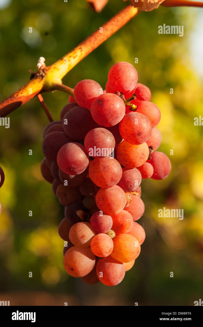 Muscat wine hires stock photography and images Alamy