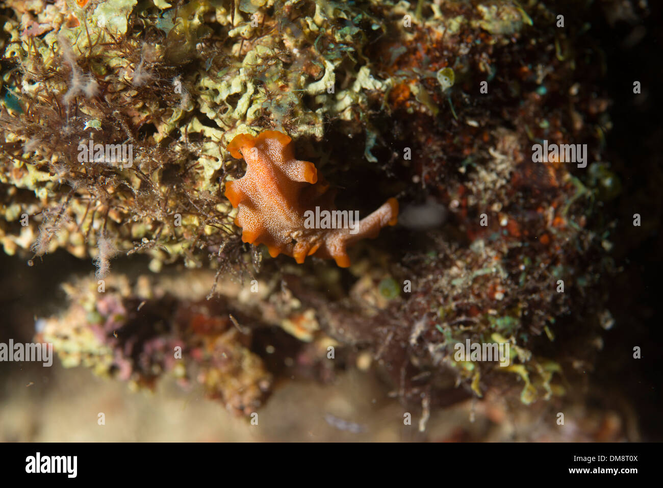 Flatworm crawling over a coral Stock Photo