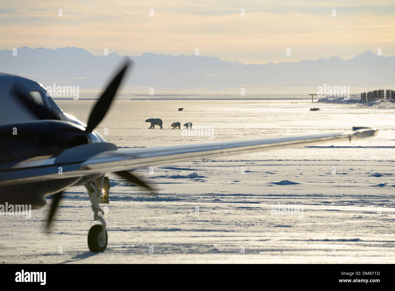 Taxiing airplane on Barter Island LRRS airport Kaktovik Alaska USA with polar bear sows and cubs and Brooks range mountains on the Beaufort Sea Stock Photo