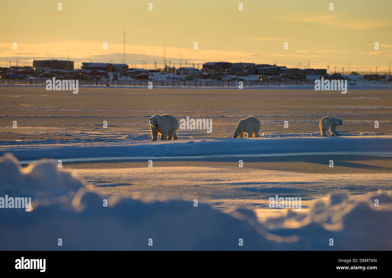 Polar Bear sow and cubs near the Eskimo village of Kaktovik Alaska USA in the Arctic afternoon on the Beaufort Sea Arctic Ocean from Barter Island Stock Photo