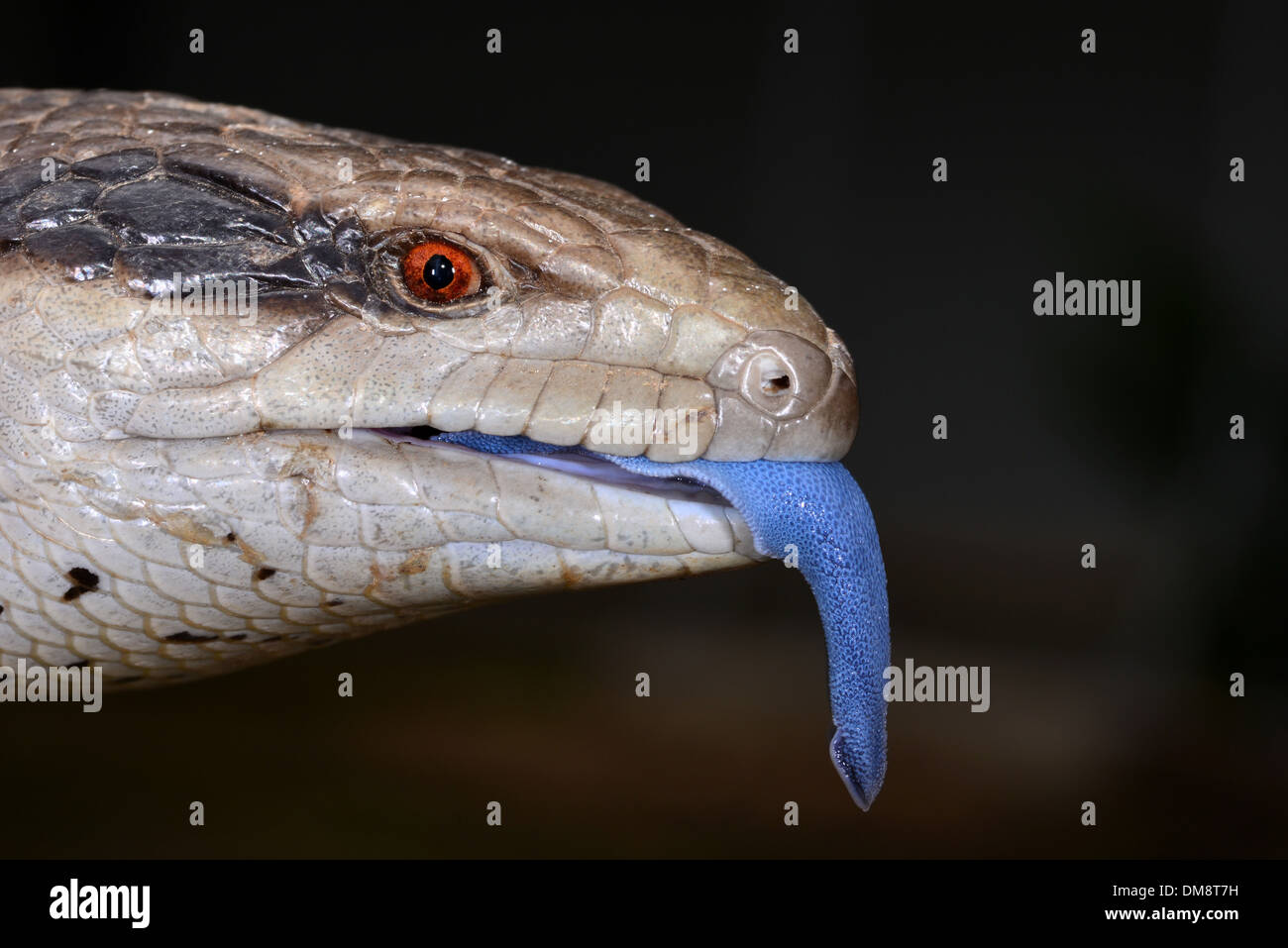Close up of the Australian Eastern Blue tongue Lizard or Skink displaying it's bright tongue Stock Photo