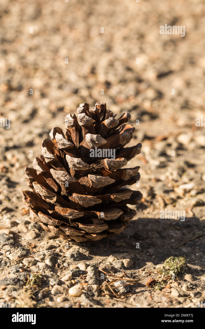 Small Pine Cones in the Wild Stock Image - Image of environment, brown:  162293947