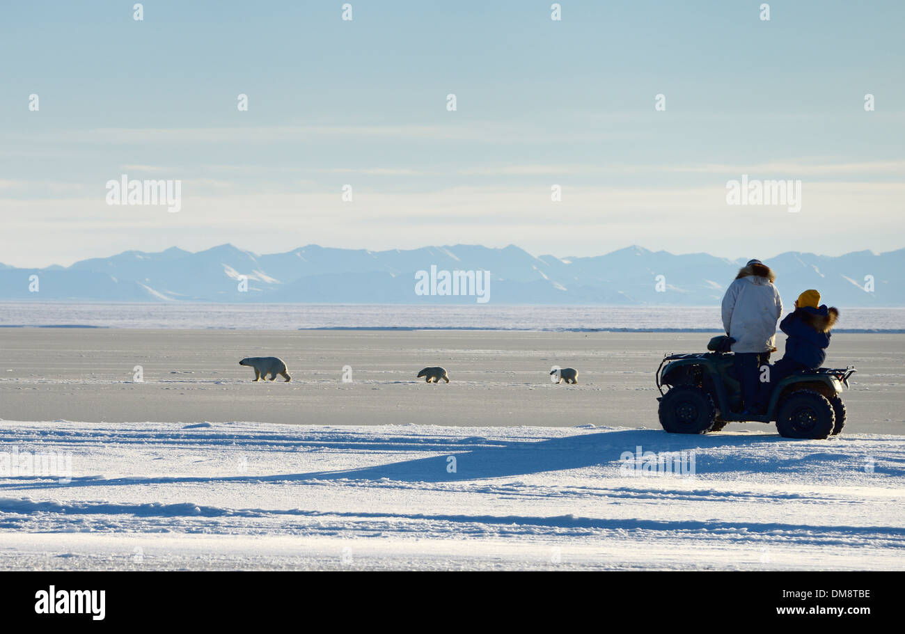Visitors on an all terrain vehicle watching polar bear sow and cubs walking on Beaufort Sea Arctic Ocean from Barter Island Kaktovik Alaska Stock Photo