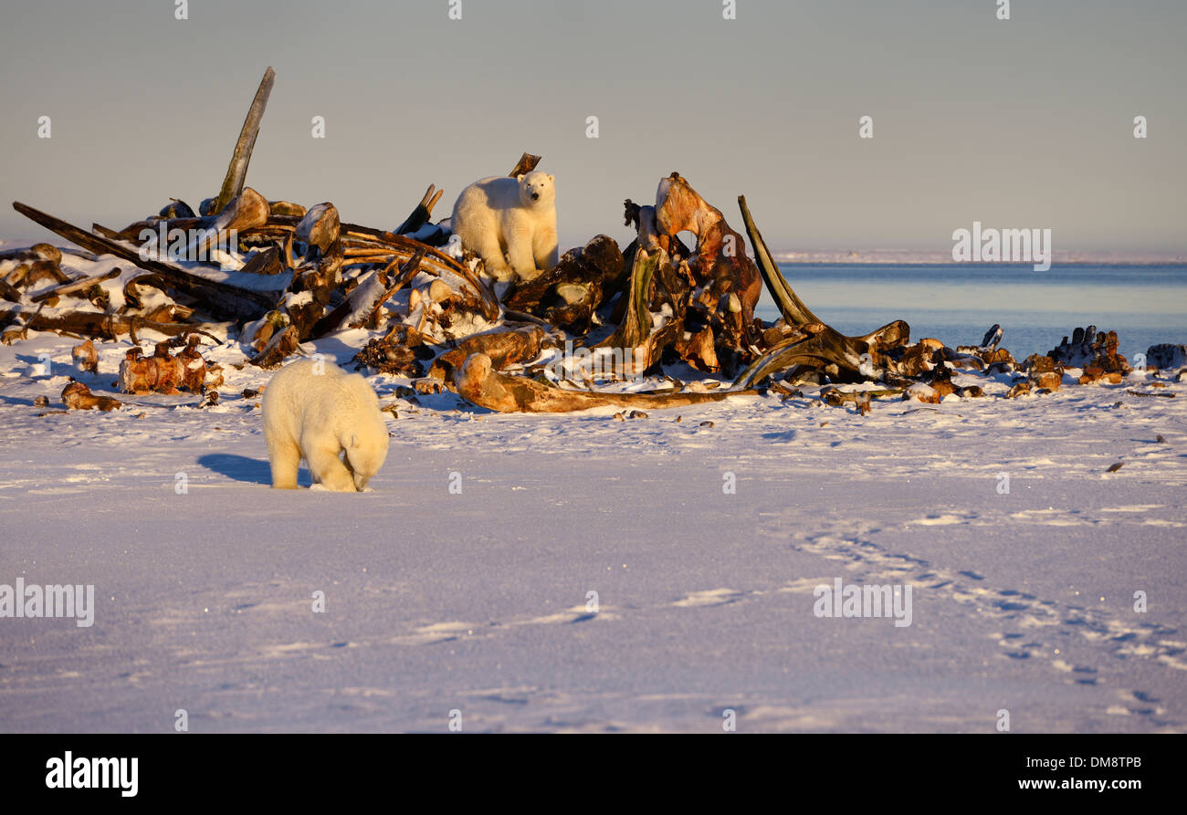 Polar bears digging in snow and sitting on the whale bone pile at sunset on Barter Island Kaktovik Alaska USA on the Beaufort Sea Arctic Ocean Stock Photo