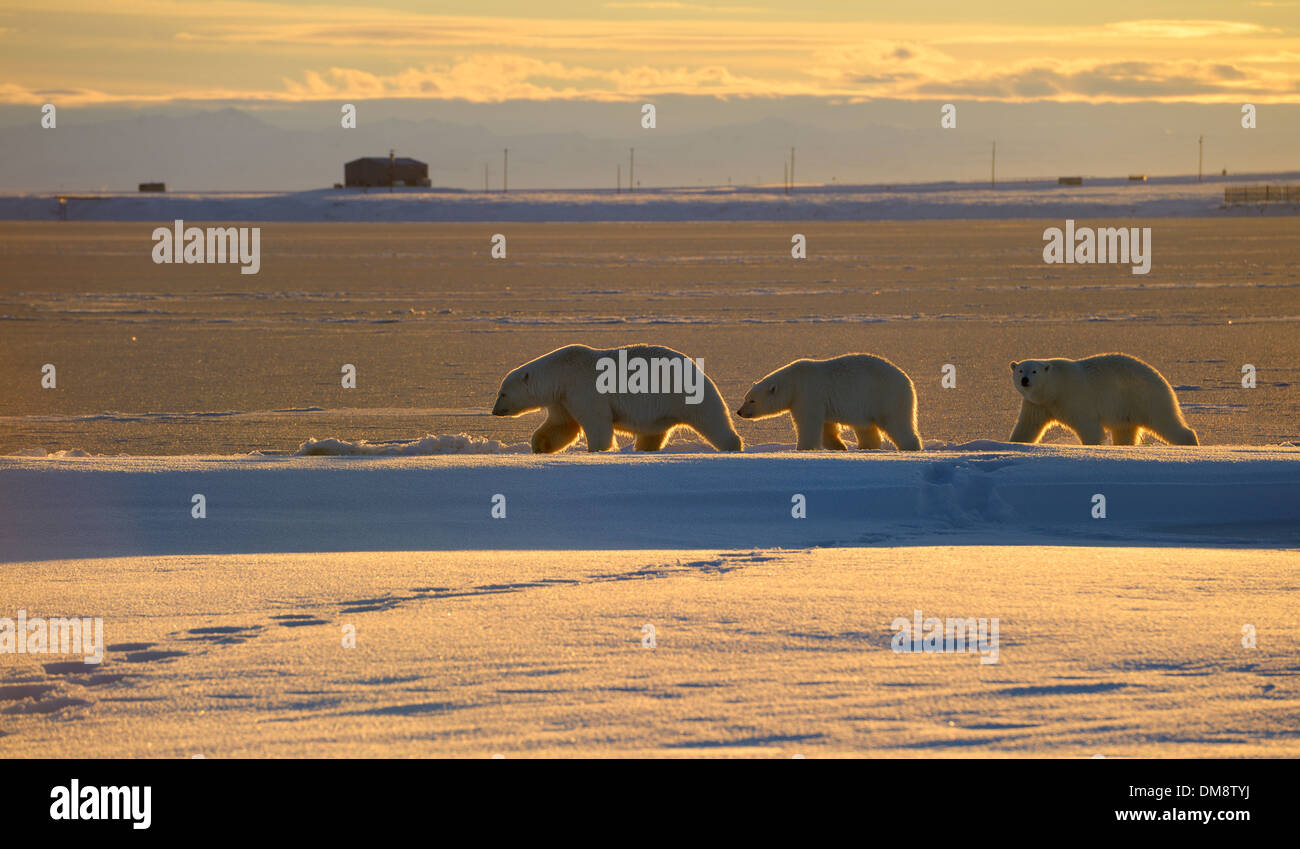 Polar Bear sow and cubs  backlit silhouette by evening sun on Barter Island Kaktovik Lagoon Alaska USA Stock Photo