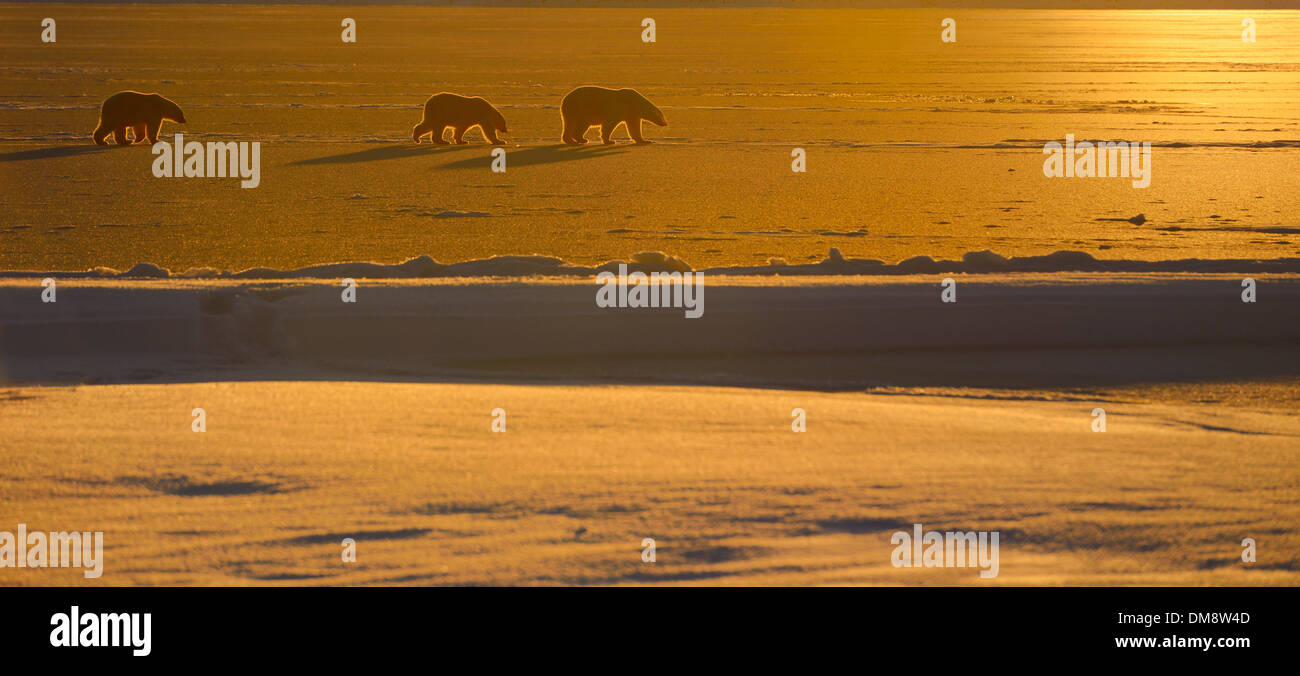 Panorama of Polar Bear sow and cubs in silhouette with golden sunset on Kaktovik Lagoon Barter Island Alaska USA Stock Photo