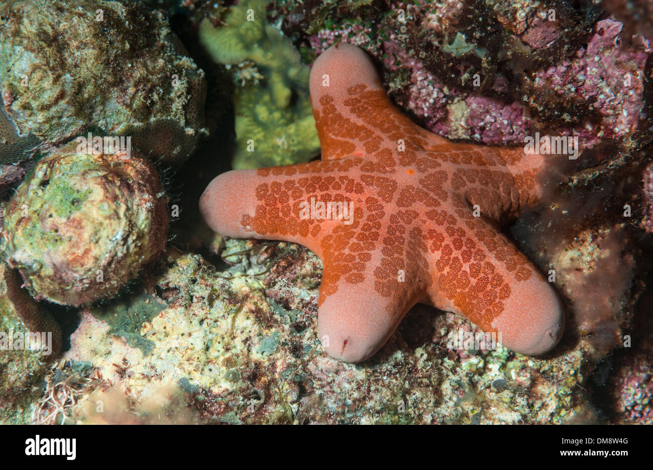 Granulated sea star on the ocean floor Stock Photo