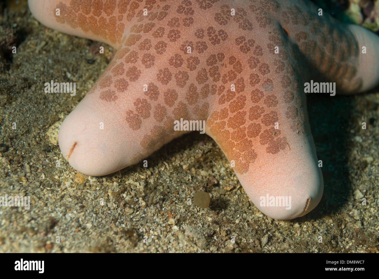 Granulated sea star on the ocean floor Stock Photo