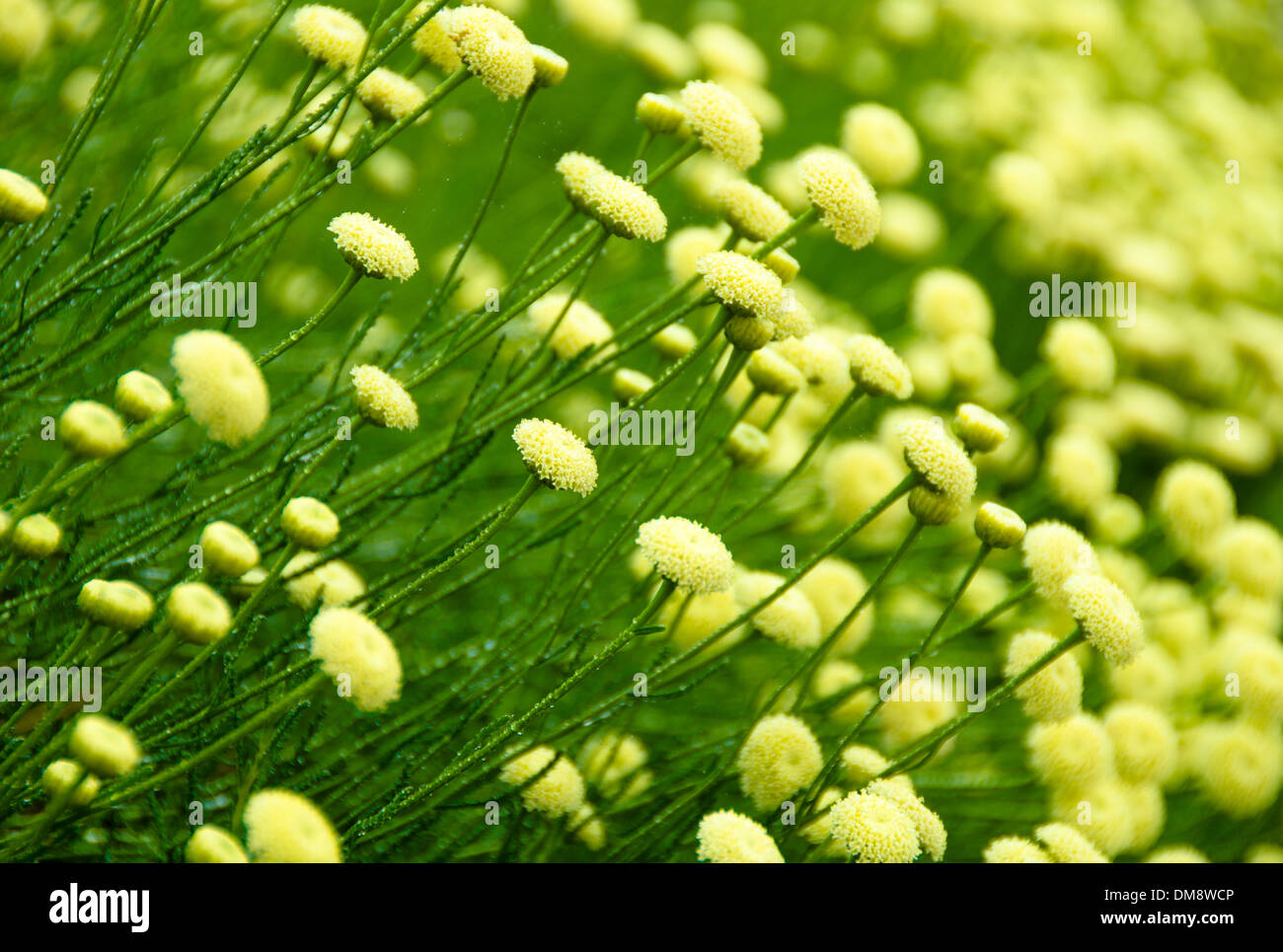 The Santolina flower belongs to the daisy family Stock Photo