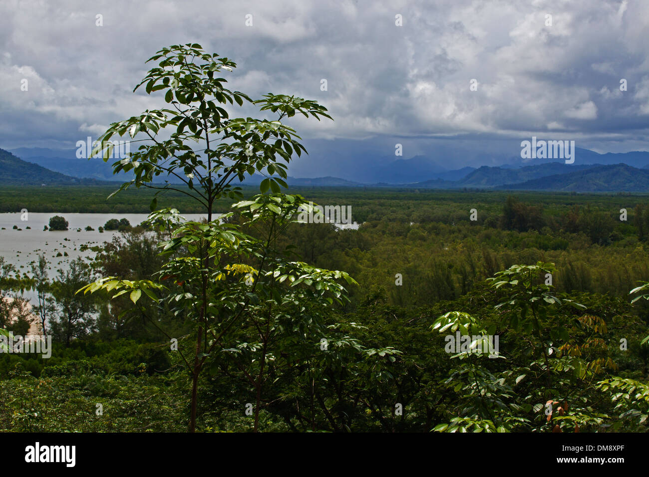 MANGROVE ECOSYSTEM near the ANDAMAN SEA - SOUTHERN THAILAND Stock Photo