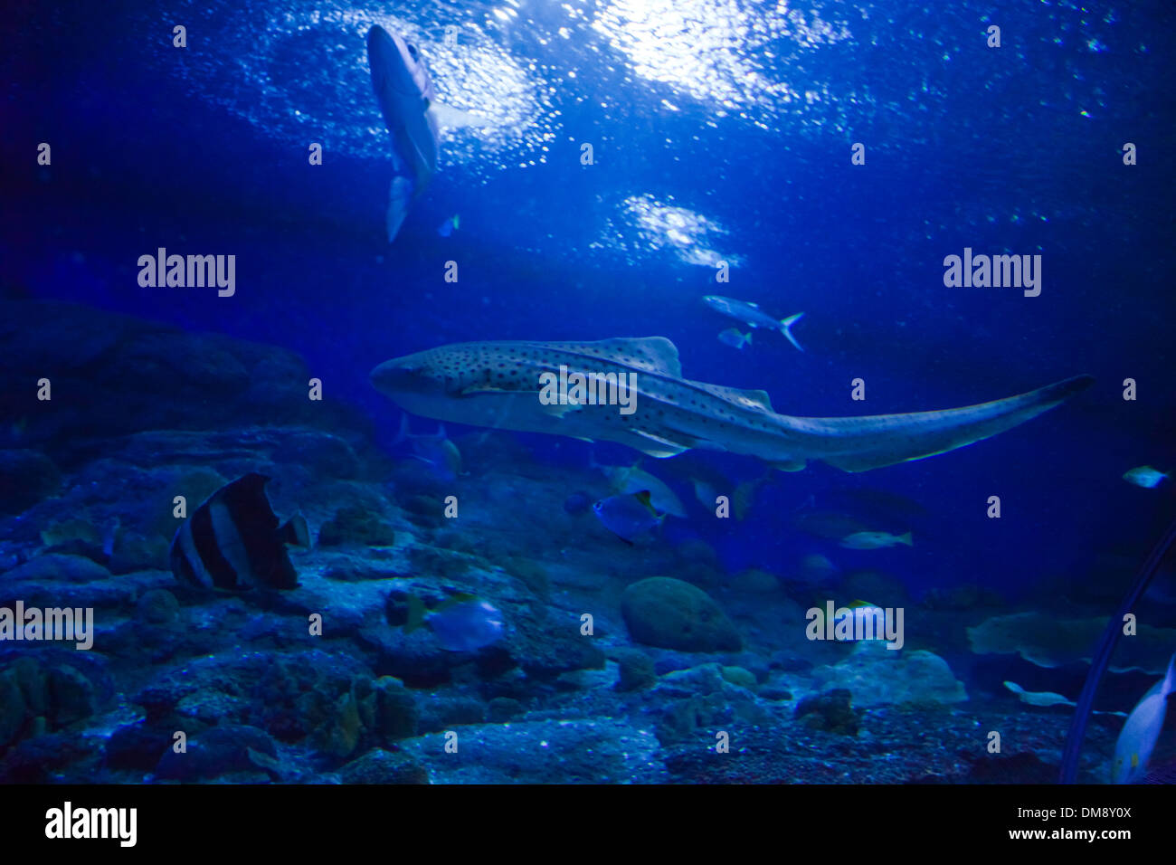 A ZEBRA SHARK (Stegostoma fasciatum) swims in a large tank at the RAYONG AQUARIUM - RAYONG, THAILAND Stock Photo