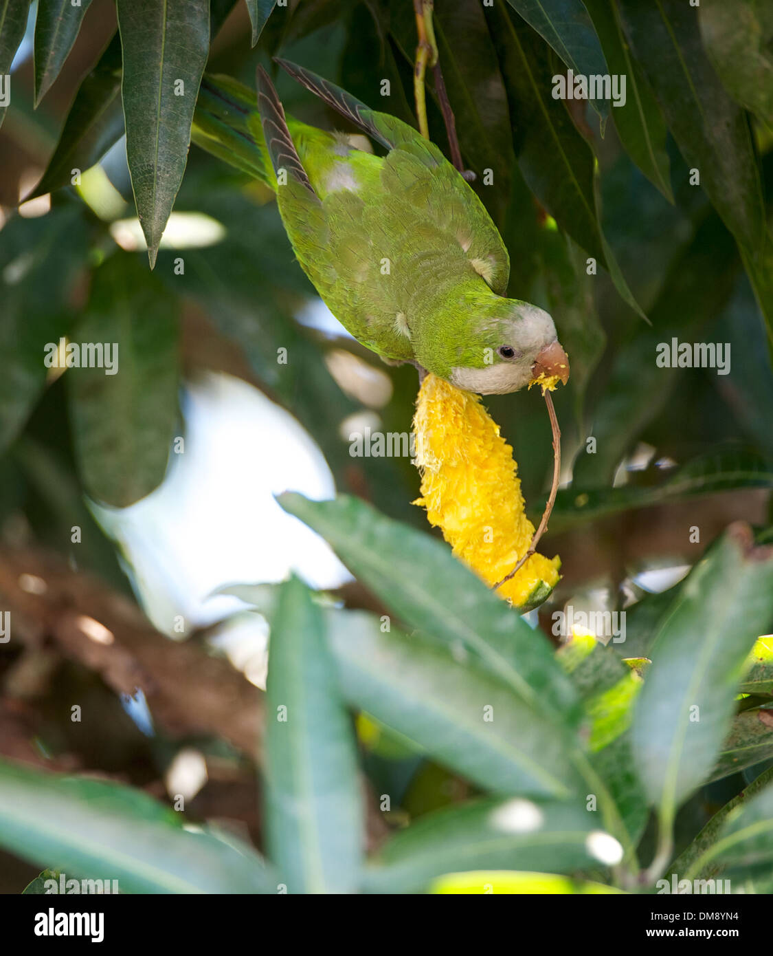 Monk Parakeet (Myiopsitta monachus) feeding on Mango, The Pantanal, Mato Grosso, Brazil Stock Photo